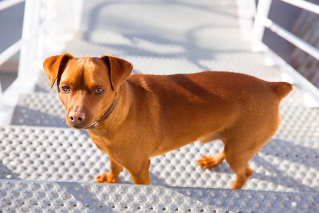 Cachorro marrom escalando stais posando olhando para a câmera