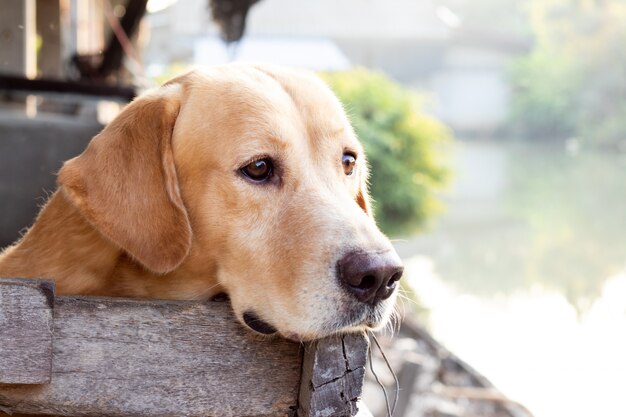 Cachorro marrom esperar a gaiola