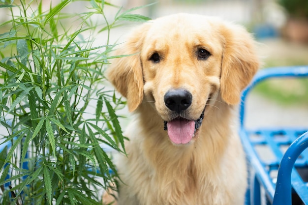 Cachorro marrom Golden Retriever sentado ao lado da árvore de maconha verde