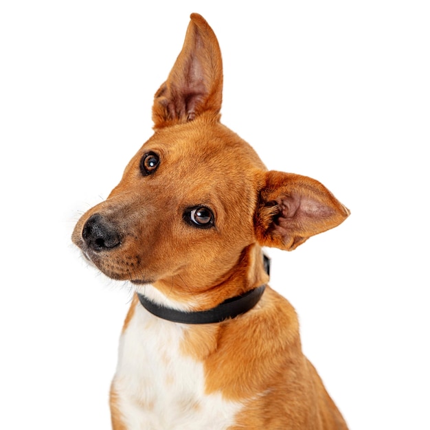 Cachorro marrom inclinando a cabeça ouvindo isolado