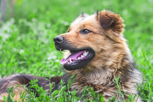 Cachorro marrom peludo na grama