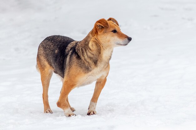 Cachorro marrom pequeno no inverno na neve