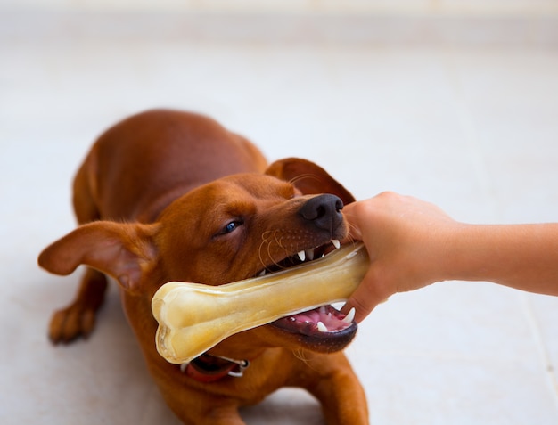 Foto cachorro marrom pinscher brincando com osso