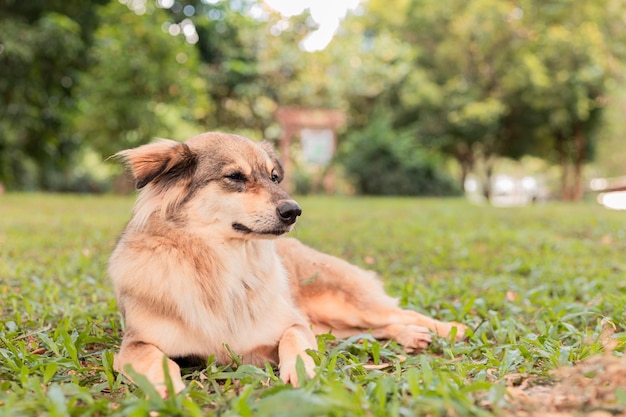 Cachorro marrom sentado no jardim