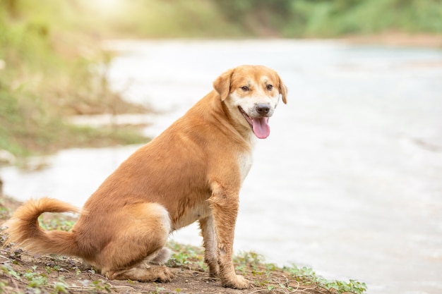 Cachorro marrom sentado perto do rio