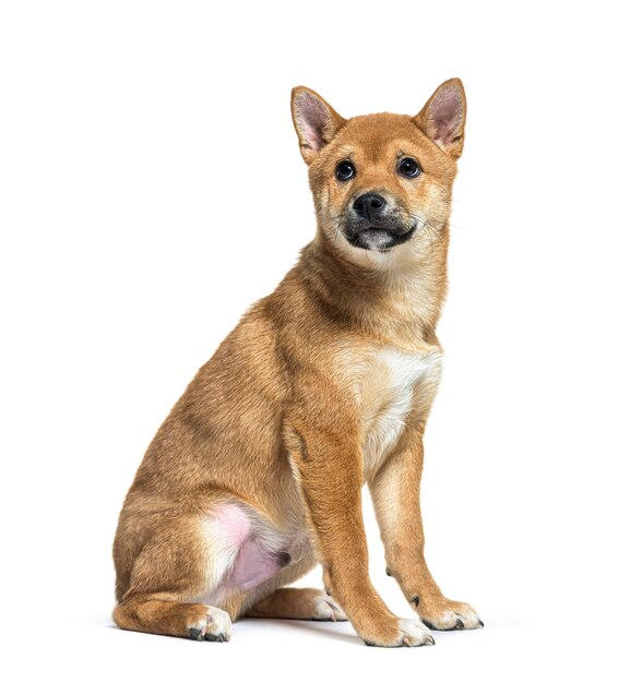 Cachorro marrom Shiba Inu olhando para cima isolado em branco