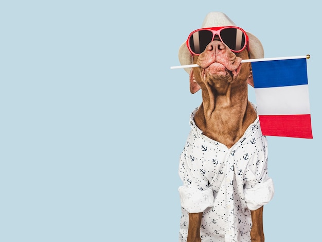 Cachorro marrón gafas de sol y bandera de Francia