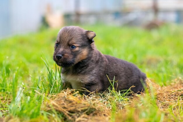 Cachorro marrón en el jardín sobre la hierba