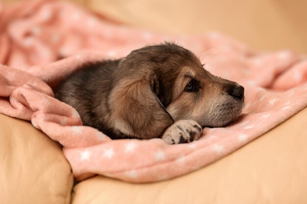 Un cachorro marrón triste está acostado en la cama con una manta rosa