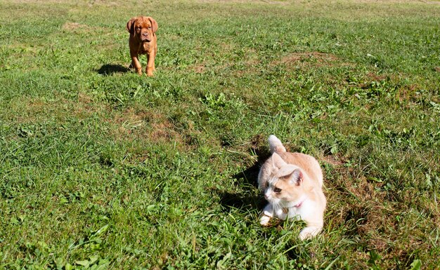 Foto cachorro mastiff olha para um gato deitado na grama ensinando os animais a interagir uns com os outros