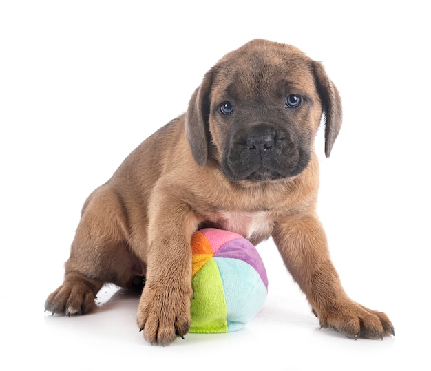 Cachorro mastim italiano na frente de um fundo branco