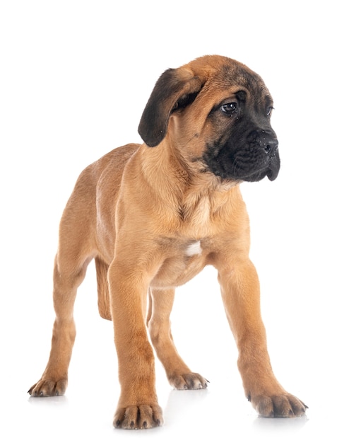 Cachorro mastim italiano na frente de um fundo branco