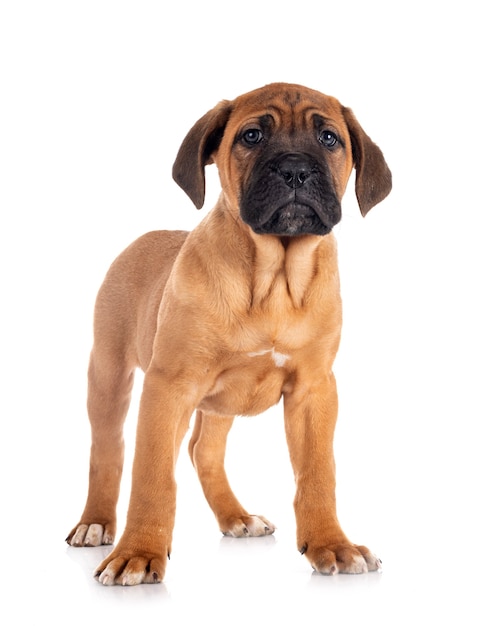 Cachorro mastim italiano na frente de um fundo branco