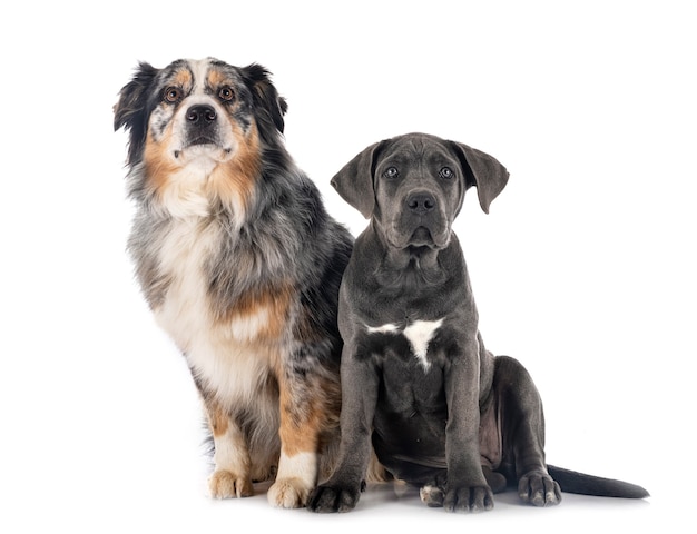 Cachorro mastín italiano y australiano aislado en blanco