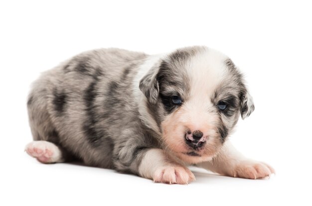 cachorro mestizo aislado en blanco