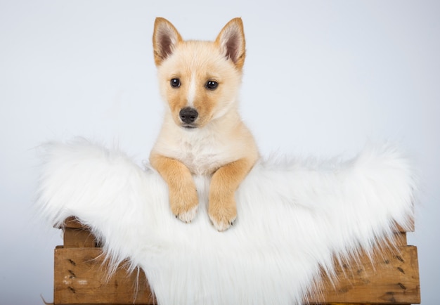 Cachorro mestizo escondido dentro de su cama con una manta blanca de pelo