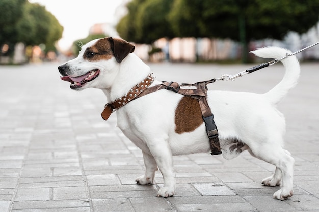 Cachorro mestizo Jack Russell Terrier en la calle foto de primer plano Estilo de vida activo de los perros