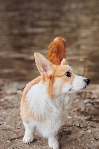 Cachorro mira con curiosidad a la izquierda