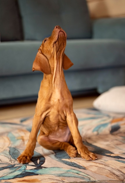 Cachorro mirando hacia arriba sentado en una alfombra colorida