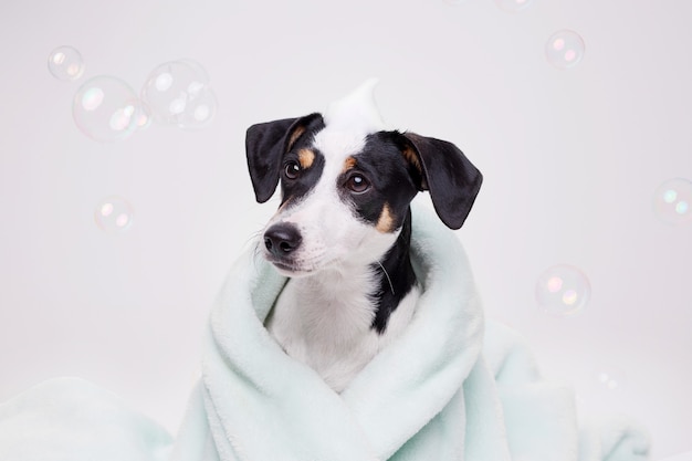 Cachorro mojado de Jack Russell Terrier después del baño envuelto en una toalla. Perro recién lavado.