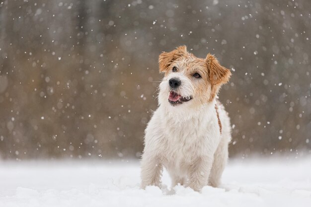 Cachorro molhado fica na floresta no inverno Wirehaired Jack Russell Terrier no parque para passear A neve está caindo no contexto do conceito animal de Ano Novo