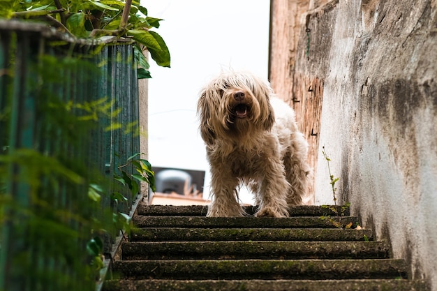 Cachorro muito desgrenhado esperando nas escadas de um pátio ao ar livre Verão e animais de estimação