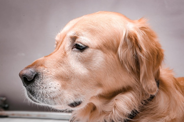 Cachorro muito fofo e doce, golden retriever