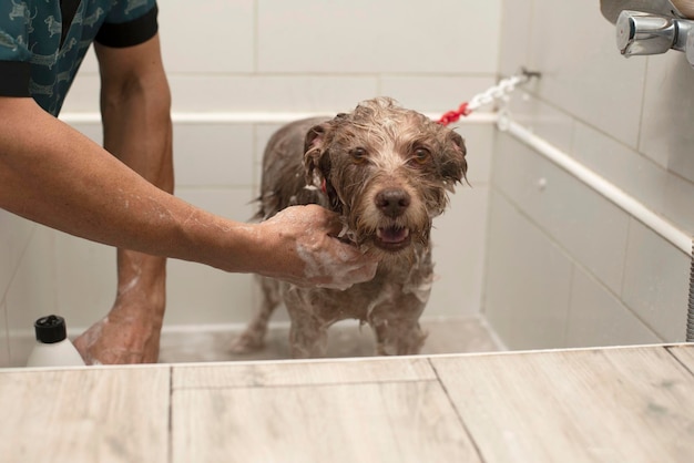 Cachorro na banheira olhando para a câmera em um salão de beleza para cães