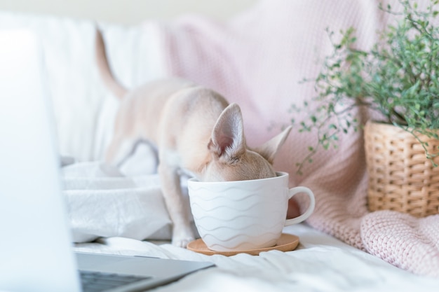 Cachorro na cama bebendo uma xícara de café