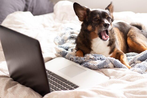 Cachorro na cama com computador