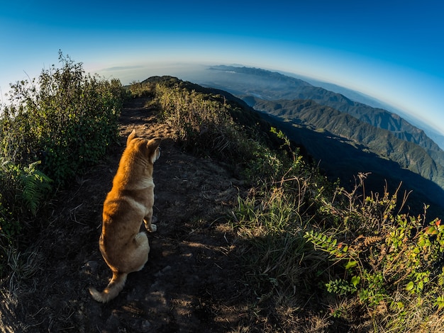 Foto cachorro na colina