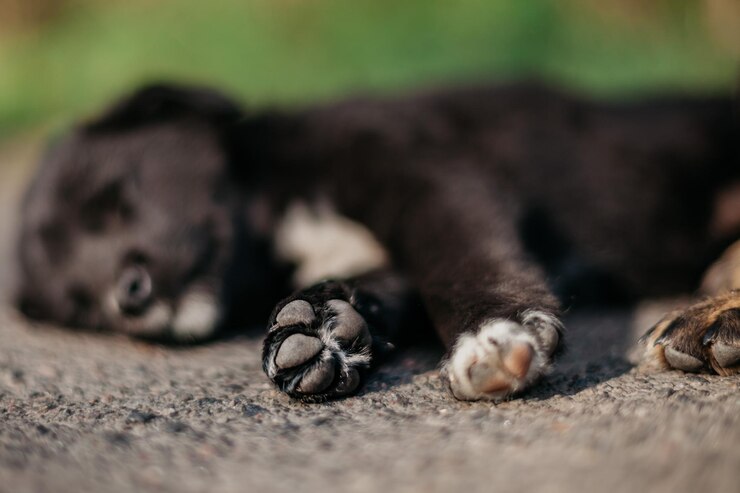 Foto cachorro na estrada