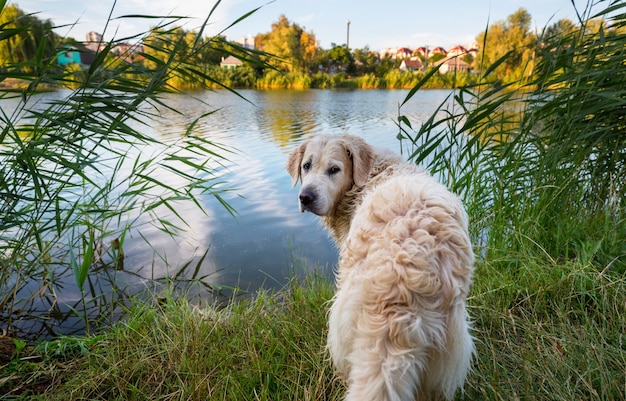 Cachorro na floresta de inverno