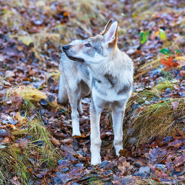 Foto cachorro na floresta de inverno