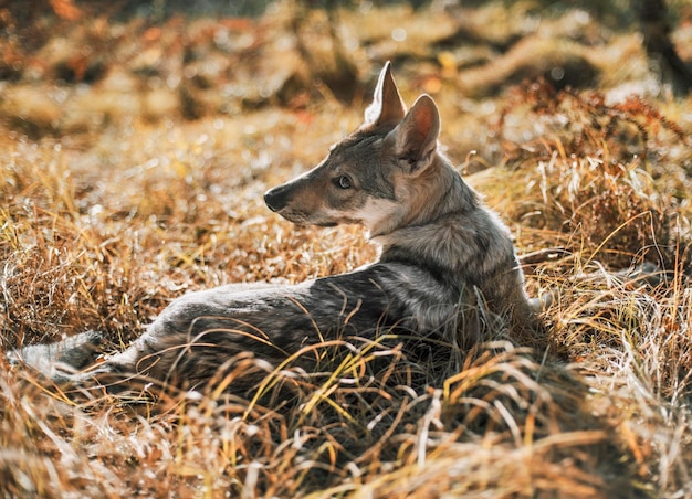 Foto cachorro na floresta de outono