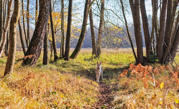 Cachorro na floresta de outono