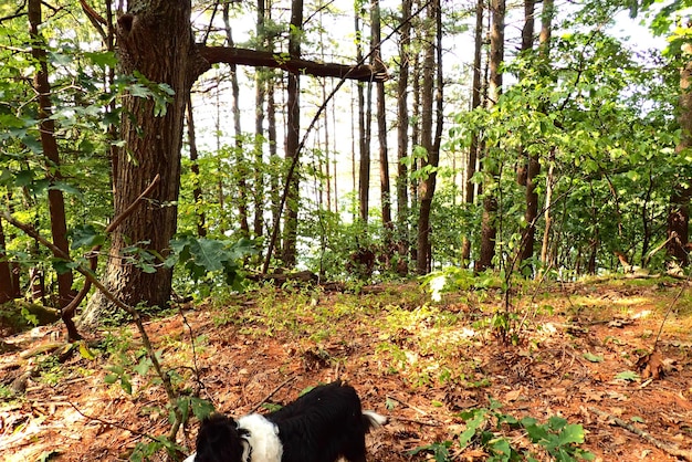 Cachorro na Floresta