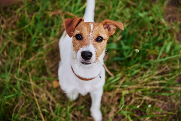 Cachorro na grama em um dia de verão