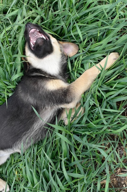 Cachorro na grama