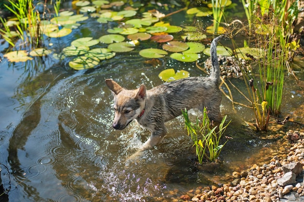 Foto cachorro na lagoa