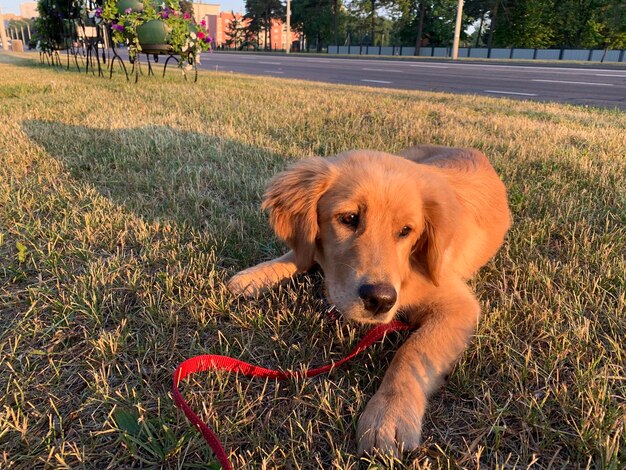 Cachorro na luz do sol forte de cor vermelha ao amanhecer