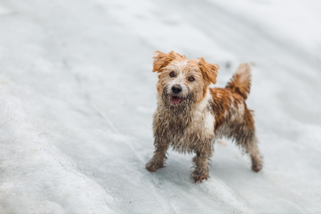Cachorro na neve, filhote de dirty jack russell terrier parado na estrada