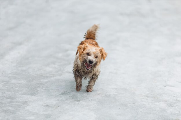 Cachorro na neve, filhote de Dirty Jack Russell Terrier parado na estrada