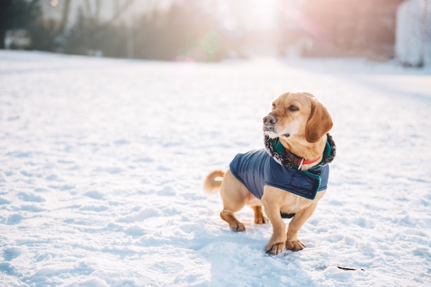 Cachorro na neve