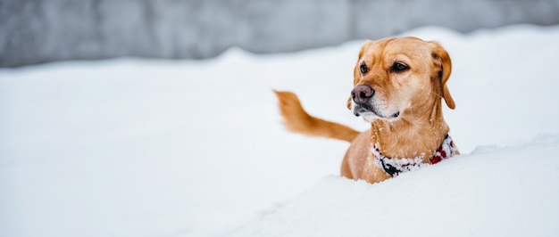 Cachorro na neve