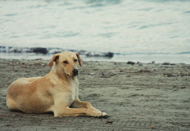 Cachorro na praia, horário de verão