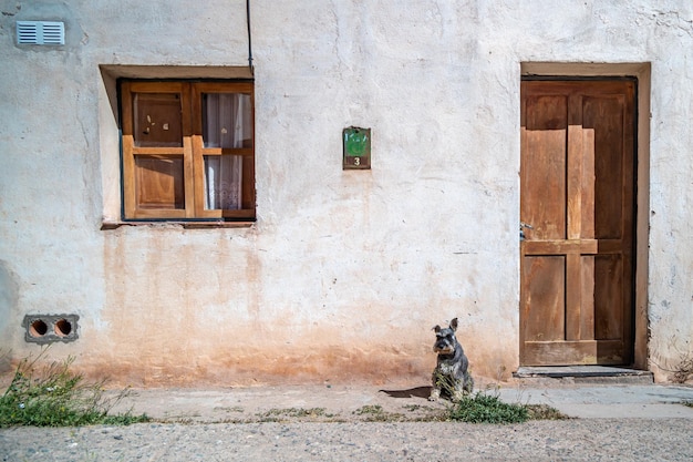 Cachorro na rua em frente a casa