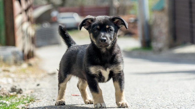 Cachorro negro abandonado te mira. Sochi, Rusia.