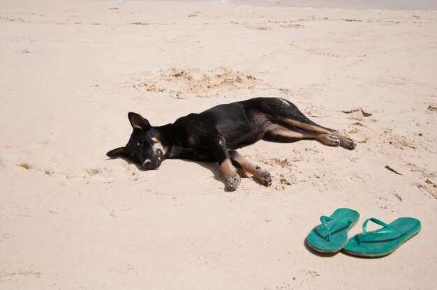Cachorro negro cansado durmiendo en una playa