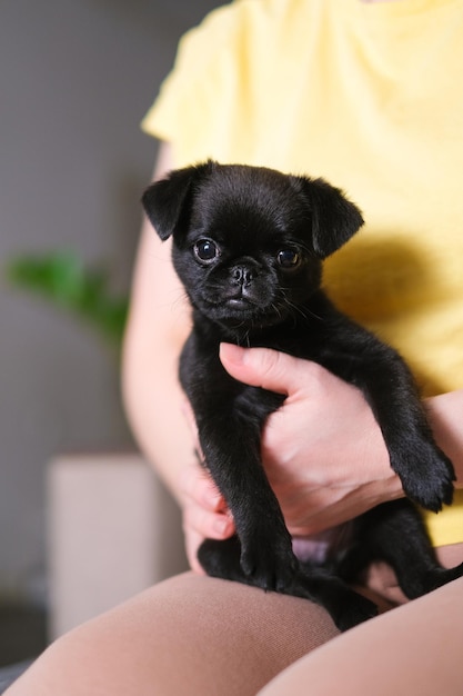 Cachorro negro pug, leonado en manos de mujer. Fondo interior de la casa.